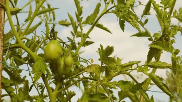 I pomodori verdi maturano su un ramo di un cespuglio. pomodori acerbi nelle piantagioni di agricoltori primo piano. Feto di pianta di pomodoro in serra. attività agricola — Video Stock