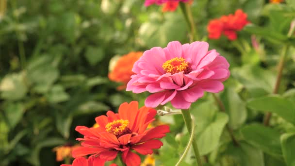 Bee collects nectar from a flower in garden in spring, summer. multi colored flowers in park. Beautiful flowers zinnia bloom in garden. flower business. beautiful flowers garden blooms greenhouse — Stock Video