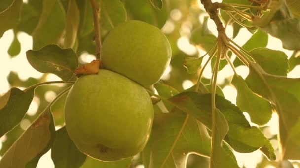 Manzanas verdes en el árbol. Primer plano. hermosas manzanas maduran en una rama en los rayos del sol. negocio agrícola. fruta orgánica. Manzanas en el árbol . — Vídeos de Stock