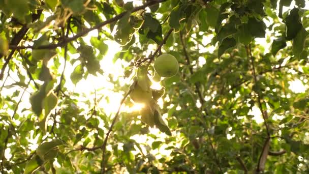 Yeşil elma ağacı üzerinde. organik meyve. güzel elma güneş ışınlarının bir şube olarak olgunlaşır. tarıma dayalı işletme. Elma ağacı üzerinde. — Stok video