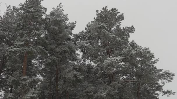 En el parque de Navidad, la nieve está cayendo. hermoso paisaje de invierno. bosque de invierno. nevadas en invierno en el bosque, suave mañana de Navidad nevada con nieve cayendo . — Vídeos de Stock