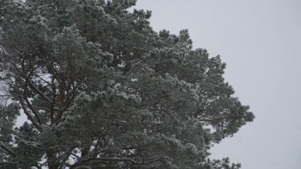 Nevicate in inverno. nel parco di Natale, la neve sta cadendo. bellissimo paesaggio invernale. foresta invernale. nella foresta, morbida mattina di Natale innevata con neve che cade . — Video Stock