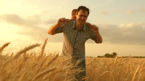 Fille sur les épaules des pères. enfant heureux et père jouent dans un champ de blé mûrissant. bébé garçon et papa voyagent sur le terrain. enfant et parent jouent dans la nature. concept de famille heureuse et d'enfance — Video