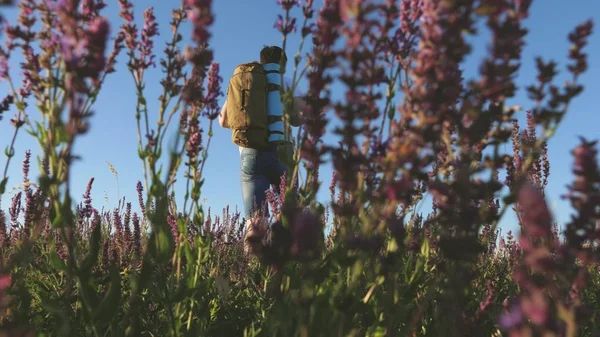 Joven viajero masculino va cuesta arriba en un campo con hermosas flores. Concepto de viaje y aventura. un turista viaja en la naturaleza, con una mochila sube una colina. concepto de estilo de vida saludable —  Fotos de Stock