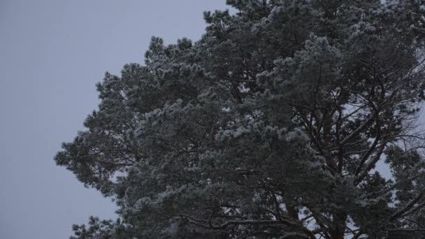Bosque de invierno. Nieve en el invierno en el bosque, noche de Navidad con nieve cayendo. en el parque de Navidad, la nieve está cayendo. hermoso paisaje de invierno. — Vídeos de Stock