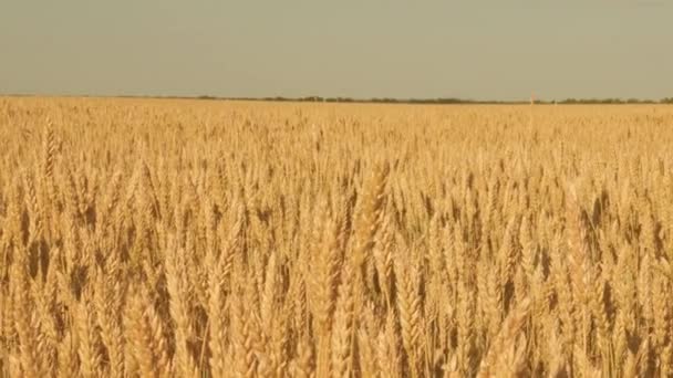 Colheita de grãos amadurece no verão. conceito de negócio agrícola. trigo amigo do ambiente. campo de trigo amadurecendo contra o céu azul. Espiguetas de trigo com grãos agita o vento . — Vídeo de Stock