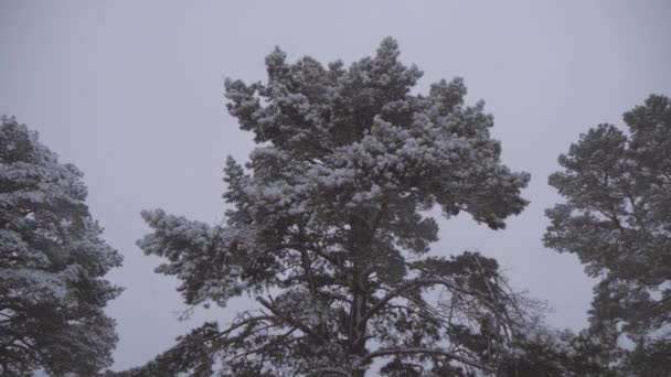 Bellissimo paesaggio invernale. foresta invernale. Nevicate in inverno nella foresta, serata di Natale con neve che cade. nel parco di Natale, la neve cade. — Video Stock