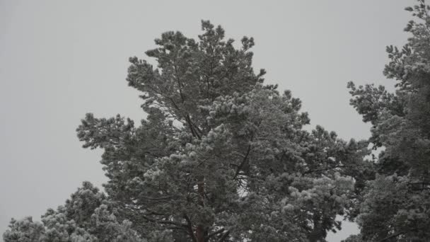 Снігопад взимку. в різдвяному парку падає сніг. красивий зимовий пейзаж. зимовий ліс. в лісі, м'який сніжний різдвяний ранок з падаючим снігом . — стокове відео