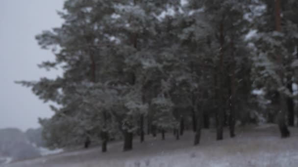 Zimowy las. Snowfall w zimie w lesie, Boże Narodzenie wieczorem z padającym śniegiem. W świątecznym parku pada śnieg. piękny zimowy krajobraz. — Wideo stockowe