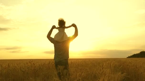 Child and father are playing in a field of ripening wheat. little daughter on fathers shoulders. baby boy and dad travel on field. kid and parent play in nature. happy family and childhood concept — Stock Video