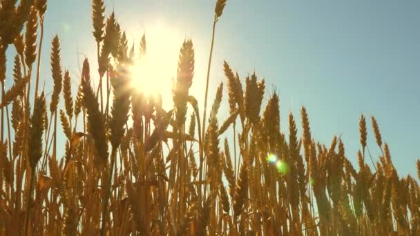 Campo de trigo amadurecendo contra o céu azul. Espiguetas de trigo com grão agita o vento. colheita de grãos amadurece no verão. conceito de negócio agrícola. trigo amigo do ambiente — Vídeo de Stock