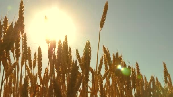 Відблиски сонця у вухах пшениці. поле дозрівання пшениці на тлі блакитного неба. Колоски пшениці з зерном трясе вітер. Збирання зерна дозріває влітку. концепція аграрного бізнесу . — стокове відео