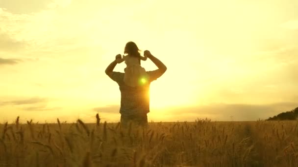Little happy daughter on fathers shoulders in field on a background of yellow sunset. baby boy and dad travel on a wheat field. child and parent play in nature. happy family and childhood concept. — Stock Video