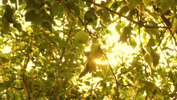Hermosas manzanas maduran en una rama en los rayos del sol. negocio agrícola. Manzanas en el árbol. Manzanas verdes en el árbol. fruta ecológica . — Vídeos de Stock