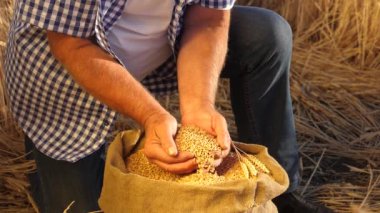 İşadamı buğdayın kalitesini kontrol eder. tarım kavramı. Yakın plan. Çiftçi elleri kulaklı bir torbaya buğday taneleri döker. Mısır gevreği topluyorum. Bir tarım uzmanı tahılın kalitesine bakar..