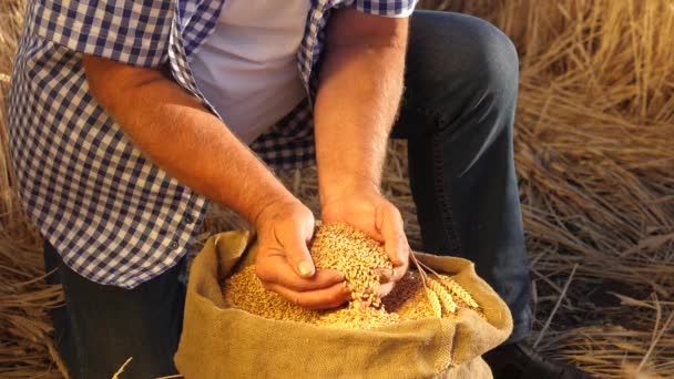 Hombre de negocios comprueba la calidad del trigo. concepto de agricultura. Primer plano. Las manos de los agricultores vierten granos de trigo en una bolsa con espigas. Cosechando cereales. Un agrónomo observa la calidad del grano . — Vídeos de Stock