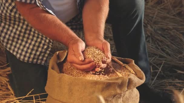 Landbouwconcept. Boerenhanden gieten tarwekorrels in een zak met oren. close-up. Graanoogst. Een agronomist kijkt naar de kwaliteit van graan. Zakenman controleert de kwaliteit van tarwe. — Stockvideo