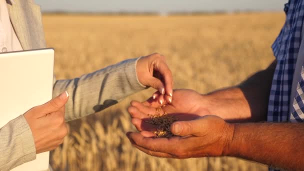 Los agrónomos comprueban la calidad del trigo. empresarios agricultores discuten cultivo de trigo en el campo. Maduración de granos y cosecha. Concepto agrícola. trabajo en equipo de negocios — Vídeos de Stock