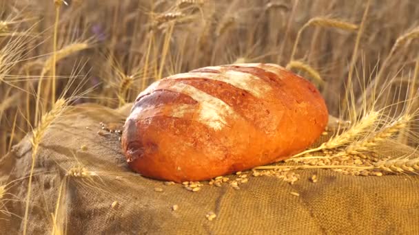 Granjeros pan fresco de panadería. pan fresco crujiente en un campo de trigo. sabrosa hogaza de pan blanco se encuentra en la arpillera en el campo. espigas de grano dormido se balancean en el viento. concepto de agricultura . — Vídeos de Stock