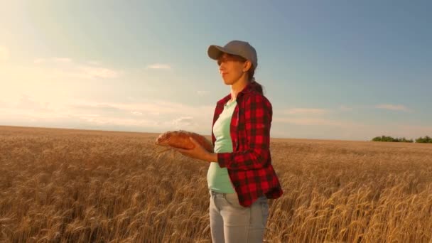 A menina agricultora trabalha com um tablet em um campo de trigo, planeja uma colheita de grãos. Mulher agrônomo com um tablet estuda a cultura do trigo no campo. empresário no campo do planejamento de sua renda. conceito de agricultura — Vídeo de Stock