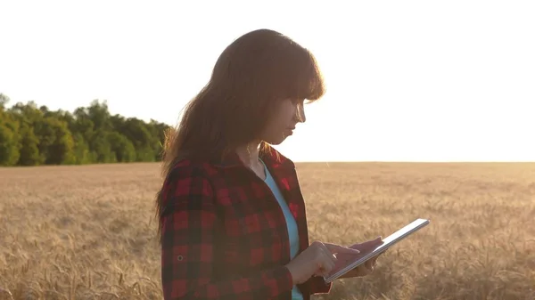 Mulher de negócios planeja sua renda em um campo de trigo. A menina agricultora trabalha com um tablet em um campo de trigo, planeja uma colheita de grãos. Mulheres agrônomas com tablet estudam a cultura do trigo no campo . — Fotografia de Stock