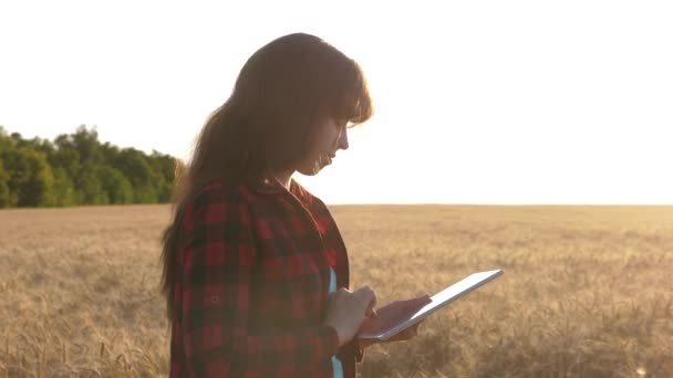 İş kadını gelirini buğday tarlasında planlıyor. Çiftçi kız buğday tarlasında bir tabletle çalışıyor, ekin ekmeyi planlıyor. Tabletli kadın tarım uzmanı tarladaki buğday mahsulünü inceliyor.. — Stok video