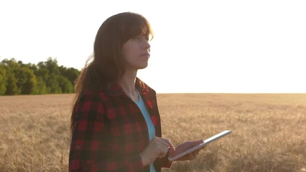 Donna d'affari pianifica il suo reddito in un campo di grano. La contadina lavora con una tavoletta in un campo di grano, pianifica un raccolto di grano. Agronomo donna con tavoletta studia il raccolto di grano in campo . — Foto Stock