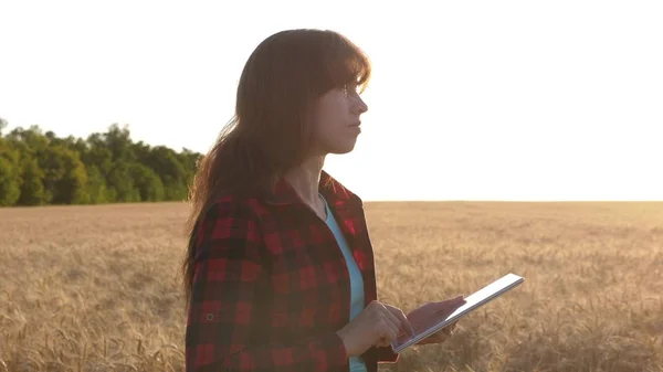 Zakenvrouw plant haar inkomen in een tarweveld. Boerenmeisje werkt met een tablet in een tarweveld, plant een graanoogst. Vrouwelijke landbouwkundige met een tablet bestudeert het tarwegewas in het veld. — Stockfoto