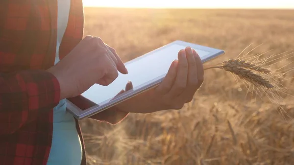 Vrouwen agronomist met een tablet bestudeert de tarweoogst in het veld. close-up. Zakenvrouw plant haar inkomen in een tarweveld. Boerenmeisje werkt met een tablet in een tarweveld, plant een graangewas. — Stockfoto