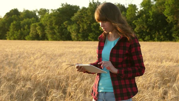 Mulher de negócios planeja sua renda em um campo de trigo. A menina agricultora trabalha com um tablet em um campo de trigo, planeja uma colheita de grãos. Mulheres agrônomas com tablet estudam a cultura do trigo no campo . — Fotografia de Stock