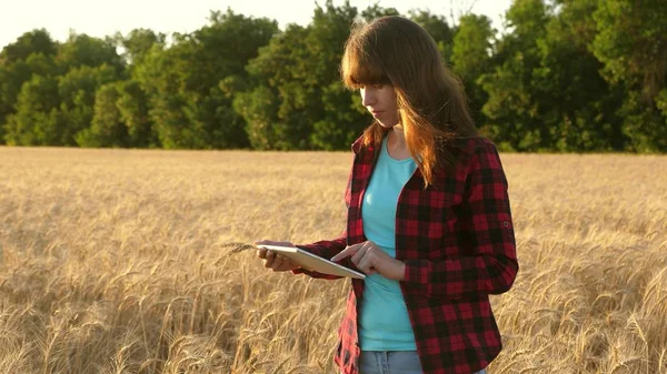 Mulher de negócios planeja sua renda em um campo de trigo. A menina agricultora trabalha com um tablet em um campo de trigo, planeja uma colheita de grãos. Mulheres agrônomas com tablet estudam a cultura do trigo no campo . — Fotografia de Stock