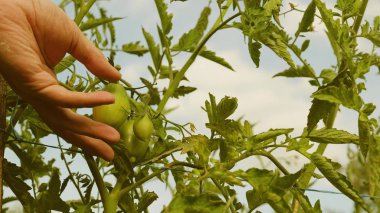 Çiftçiler yeşil domatesleri inceliyor. Çalının dalında olgunlaşan yeşil domatesler. Bahçıvan bir çiftlik çiftliğinde domates hasadını yakından kontrol ediyor. Serada domates meyvesi. tarımsal iş