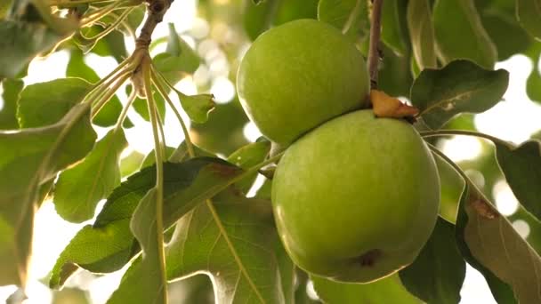 Manzanas en el árbol. Primer plano. Manzanas verdes en el árbol. hermosas manzanas maduran en una rama en los rayos del sol. negocio agrícola. fruta ecológica . — Vídeos de Stock