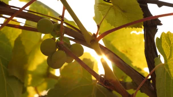 Güneşin altında olgunlaşan güzel üzüm kümeleri. Gün batımında üzüm tarlası. Üzümlü güzel bir sarmaşık. Şarap yapma konsepti. üzüm işi. — Stok video