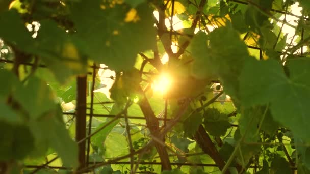 Mooie wijnstok met druiven. wijnbereidingsconcept. Druivenhandel. mooie trossen rijpende druiven in de zon. druivenplantage bij zonsondergang licht. — Stockvideo