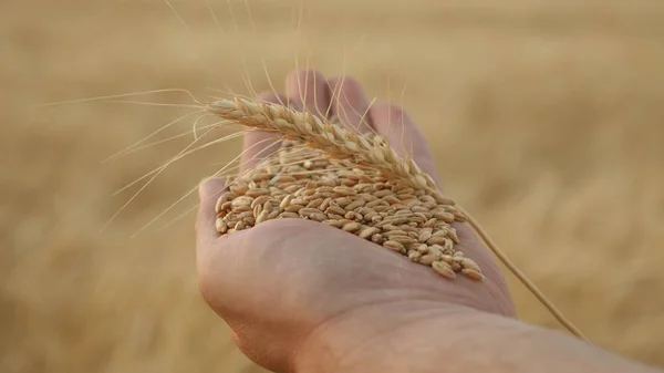 Spike with grain and wheat on the palm of a farmer close-up. Agronomist holds ripe wheat grains in his hand. Agriculture concept. agricultural business. grain harvesting. — Stock Photo, Image