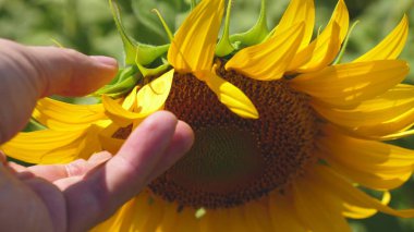 Çiftçiler çiçek açan bir ayçiçeğini inceliyor. Bir tarım uzmanı sarı ayçiçeği tarlasında çalışır. Rüzgarda sallanan bir ayçiçeği. İş adamı ekin analizi yapar. tarım kavramı.