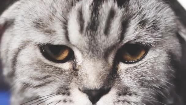 Eigenares beroert de katten terug. Happy Cat ligt en kijkt in de camera lens. Close-up. mooie Britse Schotse fold kat. huisdier rust in de kamer. mooie Cyperse Cat. — Stockvideo