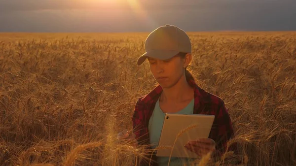 Çiftçi kadın gün batımı ışığında, bir buğday tarlasında bir tablet ile çalışıyor. iş kadını bir buğday tarlasında kar planlıyor. Tabletli kadın agronomist tarlada buğday mahsulünü inceliyor. tarım kavramı. — Stok fotoğraf