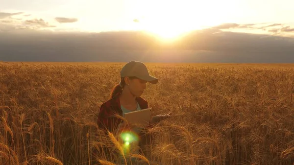 Çiftçi kadın gün batımı ışığında, bir buğday tarlasında bir tablet ile çalışıyor. iş kadını bir buğday tarlasında kar planlıyor. Tabletli kadın agronomist tarlada buğday mahsulünü inceliyor. tarım kavramı. — Stok fotoğraf