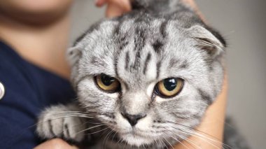 Sahibinin elinde İngiliz bir İskoç kedisi var. Mutlu kedi bir kızın ellerinde dinleniyor. Güzel tekir kedi. Evcil hayvan ve kadın. Yakın plan.