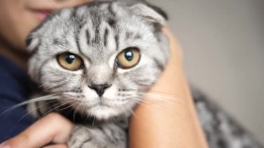 Sahibinin elinde İngiliz bir İskoç kedisi var. Mutlu kedi bir kızın ellerinde dinleniyor. Güzel tekir kedi. Evcil hayvan ve kadın. Yakın plan.