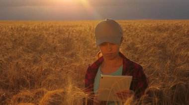 Çiftçi kadın gün batımı ışığında, bir buğday tarlasında bir tablet ile çalışıyor. iş kadını bir buğday tarlasında kar planlıyor. Tabletli kadın agronomist tarlada buğday mahsulünü inceliyor. tarım kavramı.