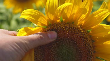 Çiftçiler çiçek açan bir ayçiçeğini inceliyor. Bir tarım uzmanı sarı ayçiçeği tarlasında çalışır. Rüzgarda sallanan bir ayçiçeği. İş adamı ekin analizi yapar. tarım kavramı.