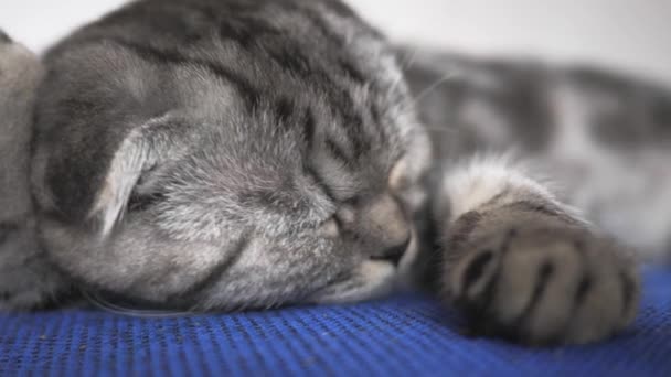 Brit skót összecsukható macska alszik egy karosszéken. A boldog macska hazudik, az pihen. Gyönyörű cicamica. A háziállat a szobában pihen. — Stock videók