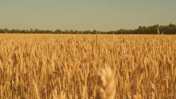 A gabona betakarítása nyáron érik. környezetbarát búza. a búza érlelésének mezeje a kék ég felé. A gabonás búzacsíkok megrázzák a szelet. mezőgazdasági üzleti koncepció. — Stock videók