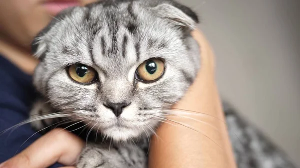 Sahibinin elinde İngiliz bir İskoç kedisi var. Mutlu kedi bir kızın ellerinde dinleniyor. Güzel tekir kedi. Evcil hayvan ve kadın. Yakın plan.