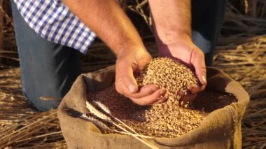 Çiftçi elleri kulaklı bir torbaya buğday taneleri döker. Mısır gevreği topluyorum. Bir tarım uzmanı tahılın kalitesine bakar. İşadamı buğdayın kalitesini kontrol eder. tarım kavramı. yakın plan.