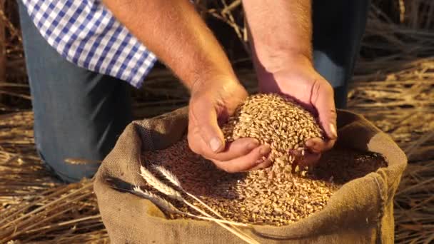 Las manos de los agricultores vierten granos de trigo en una bolsa con espigas. Cosechando cereales. Un agrónomo observa la calidad del grano. Hombre de negocios comprueba la calidad del trigo. concepto de agricultura. primer plano. — Vídeos de Stock