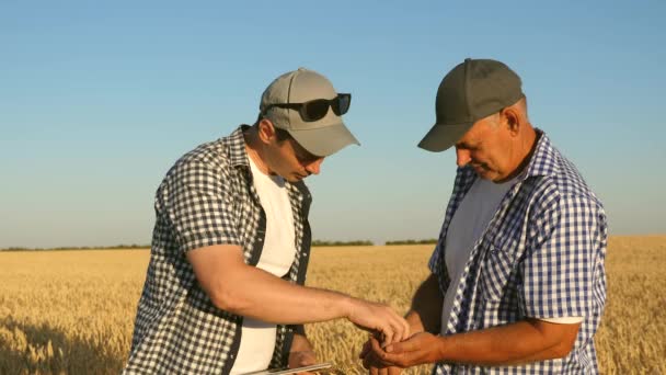 Tabletli bir işadamı ve çiftçi tarlada takım olarak çalışıyor. Tarımcı ve çiftçi ellerinde buğday tanesi tutuyorlar. Mısır gevreği topluyorum. Bir iş adamı tahılın kalitesini kontrol eder.. — Stok video